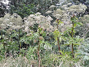 Giant Hogweed stand